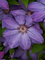 Clematis Baltyk IMG_6274 Powojnik